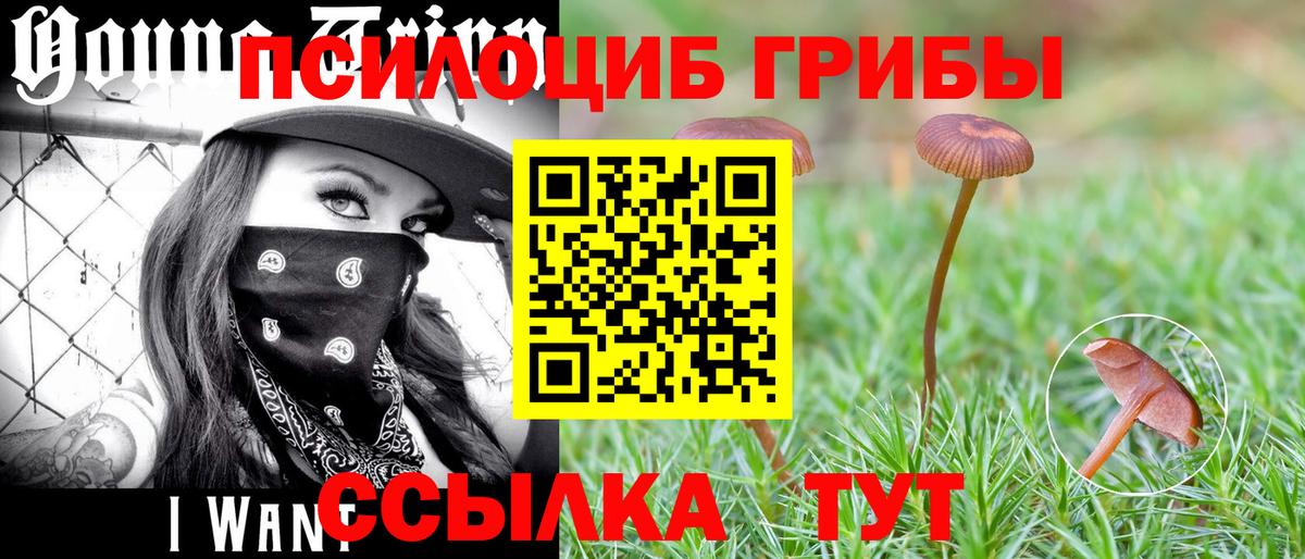 Псилоцибиновые грибы Psilocybine cubensis Нягань